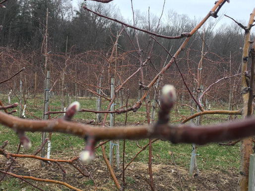 Orchard Update... Spring is in the air!