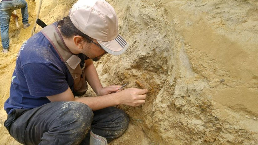 At the Pogana paleontological site, brushing away the sediment to reveal stories written millions of years ago.