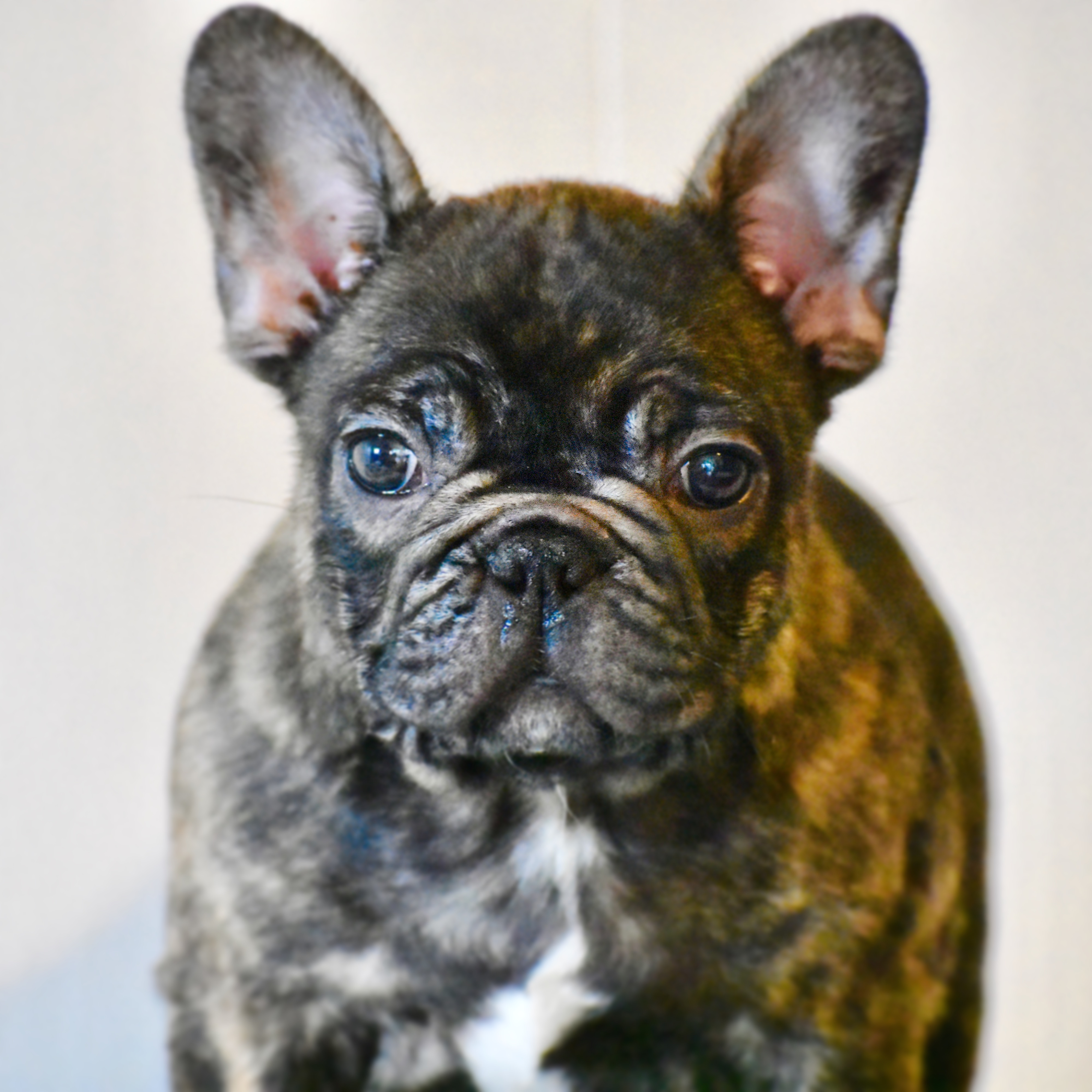 French Bulldog Puppies Texas