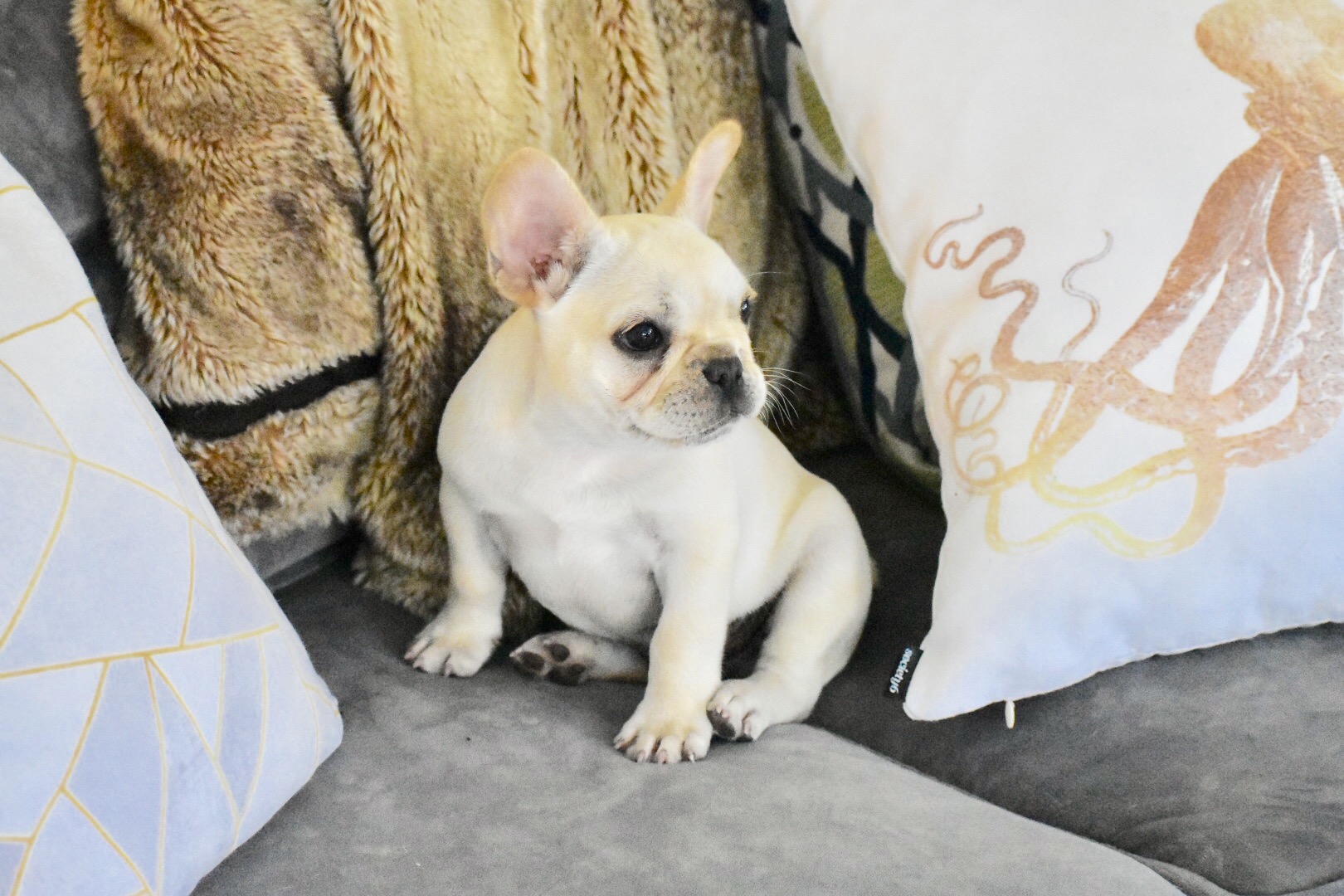 French Bulldog Puppies Texas