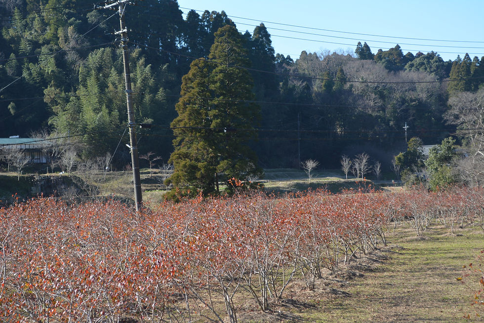 ブルーベリーの木