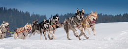 husky dog ride.jpg