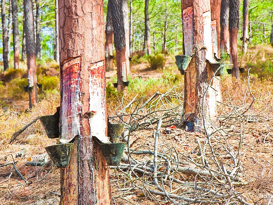 Poin Tree at Almora jim corbett national park