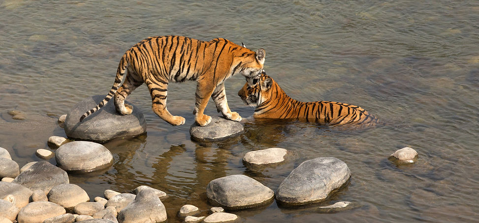 Jim Corbett safari booking