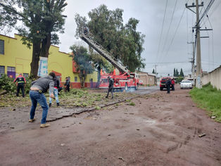 DEL 20 DE JUNIO A LA FECHA, CUATRO ARBOLES HAN COLAPSADO Y DOS MÁS HAN SIDOINTERVENIDOS POR INCLINACIÓN O RAMAJE SECO CON DESPRENDIMIENTO