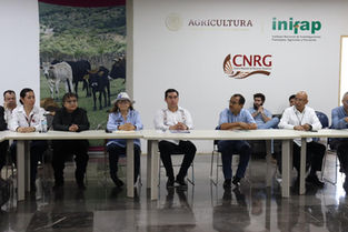 Hidalgo, primera entidad en resguardar material genético porcino