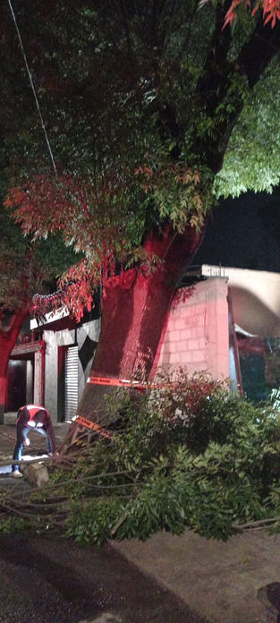 En Tulancingo colapsó un árbol fresno de 25 metros con daño en su estructura.