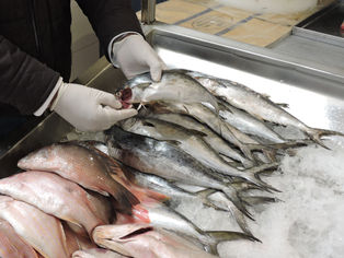 EMITEN SSH Y COPRISEH MEDIDAS A TOMAR EN CUENTA AL COMPRAR PESCADO EN ESTA CUARESMA