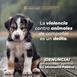 Si has sido testigo de algún acto de violencia o maltrato hacia animales de compañía, te invitamos a actuar. ¡Denuncia ante el Ministerio Público! 🐾📞Para pedir orientación, comunícate al 771 211 7