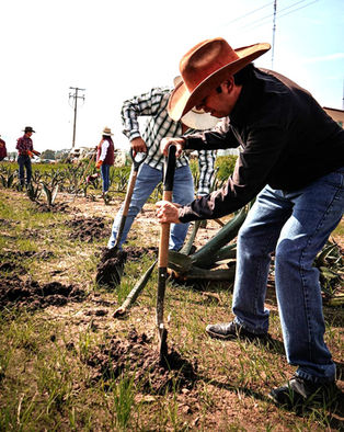 SE LLEVA ADELANTE ETAPA INICIAL DELPRIMER VIVERO MUNICIPAL DEL MAGUEY EN TULANCINGO