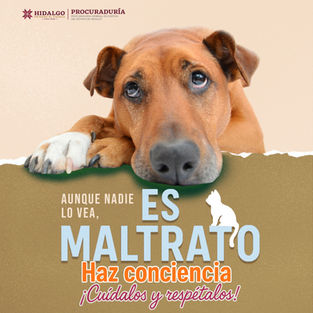 No permitas que la violencia hacia los animales siga ocurriendo en silencio.🐾Tu participación es clave para construir una comunidad justa. ¡Denuncia ante el Ministerio Público! 📞☎️ Comunícate al