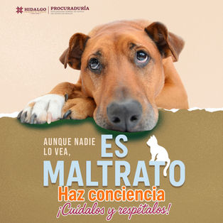 No permitas que la violencia hacia los animales siga ocurriendo en silencio.🐾Tu participación es clave para construir una comunidad justa. ¡Denuncia ante el Ministerio Público! 📞☎️ Comunícate al