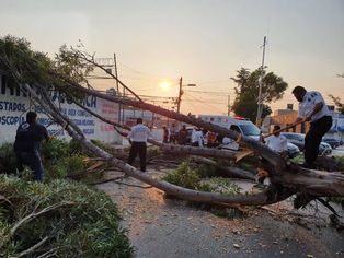 ATIENEN BRIGADAS DE EMERGENCIA MUNICIPALES, CAÍDA DE ÁRBOL EN MINERAL DE LA REFORMA
