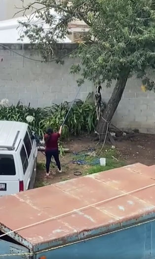 FUE INICIADA CARPETA DE INVESTIGACION POR HECHO DE MALTRATO ANIMAL EN SANTA MARÍA ASUNCIÓN