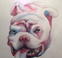 Engish bulldog