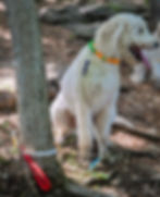 Thumbnail: Clip Adjustable Leash