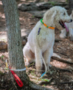 Clip Adjustable Leash