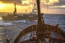Sea Shep image 
