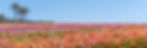 SD flower field 1.jpg