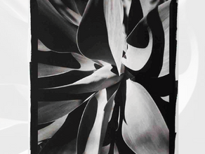 Habib Fadel presenta ANIME FIORITE