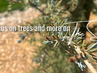 Seeds > Trees