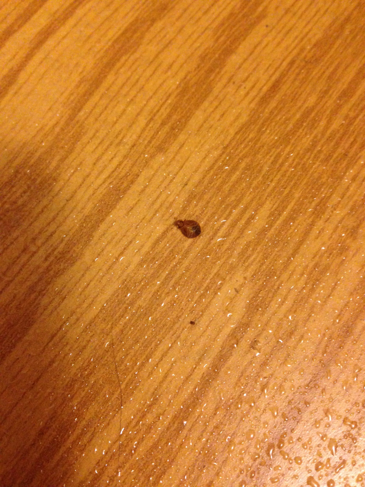 Pest Photos All Seasons Pest Control LLC