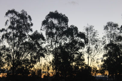 dalby 2.jpeg