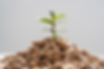front-view-plant-growing-from-pellets.jpg