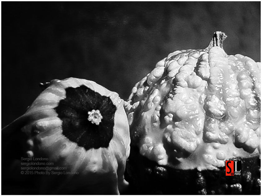 SergioLondono_FineArtPhotography_PumpkinsCalabazas_fotografo_medellin_colombia_013