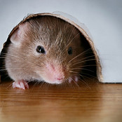 RodentControl-DVP4934224_P_Mouse-peeking-out-of-mouseDVP4934224.jpg