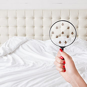 Bed-Bugs-Pest-Control-Services-in-Mysore.jpg
