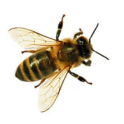 istockphoto-1144900554-612x612.jpg