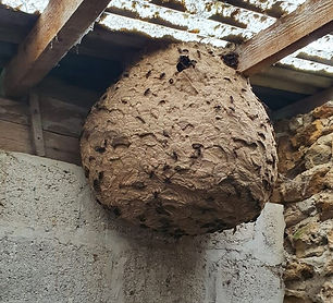 AJDN Anold Destructions de nuisiblesLutte contre le frelon asiatiques considéré comme nuisible pour l’écosystème français