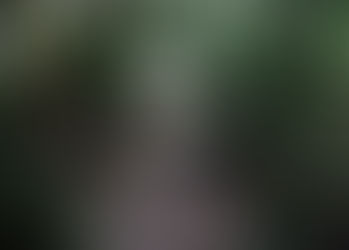 Are you plant blind?