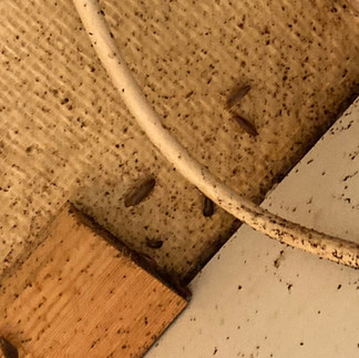 Faire appel à AJDN pour la lutte contre les cafards présente de nombreux avantages : Expertise en destruction de nuisibles : AJDN est un spécialiste reconnu dans la gestion des cafards et blattes, offrant des interventions efficaces grâce à leur expérience. Solutions sur mesure : Grâce à des techniques variées comme l’application d’insecticides liquides et en gel, AJDN garantit un traitement adapté à chaque type d'infestation. Protection de la santé : Les cafards peuvent véhiculer des maladies et des allergènes. En intervenant rapidement, AJDN aide à préserver la santé des occupants de votre domicile. Évaluation approfondie : Leur processus débute par une inspection complète de votre habitation pour déterminer l'étendue de l'infestation et cibler les zones à traiter. Zone d'intervention étendue : AJDN couvre l’Aube ainsi que des communes de l’Yonne et de la Côte-d'Or, assurant une disponibilité pour les résidents de ces régions. Devis personnalisé : AJDN propose un devis clair et adapté pour chaque intervention, garantissant transparence et confiance. En choisissant AJDN, vous optez pour une solution professionnelle et efficace contre les cafards, protégeant ainsi votre maison et votre santé.