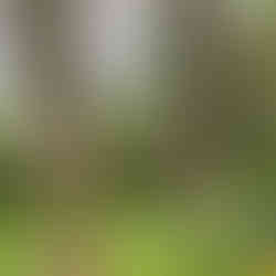 Chenille Processionnaire du Pin : Dangers et Solutions avec AJDN La chenille processionnaire du pin, connue sous le nom scientifique de Thaumetopea pityocampa, est un insecte qui peut causer de sérieux dommages aux forêts et aux jardins. Reconnaître et gérer cette espèce est essentiel pour protéger nos arbres ainsi que la santé de nos animaux de compagnie et des humains. Dans cet article, nous allons explorer les caractéristiques de la chenille processionnaire, ses dangers, et les solutions proposées par AJDN pour une intervention efficace, notamment dans un rayon d'environ 30 km autour d'Avreuil, incluant des villes comme Troyes, Saint-Florentin et Tonnerre.