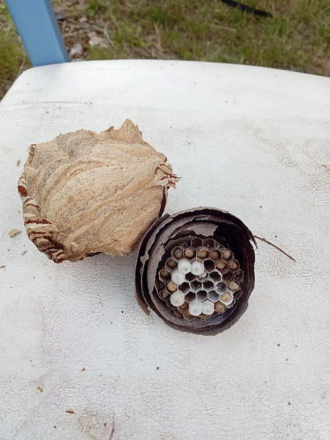 Urgence nid d efrelons et guêpes : la Patrouille Anti Nuisible intervient sur toutes ces communes autour de Houdan, Maulette Dannemarie Goussainville Saint-Lubin-de-la-Haye Champagne Richebourg Gressey Havelu Bazainville Boutigny-Prouais Orvilliers La Hauteville Prunay-en-Yvelines Grandchamp Mulcent Tacoignières Adainville Civry-la-Forêt Boinvilliers Condé-sur-Vesgre Gambais Mondreville Le Tartre-Gaudran Neauphlette Longnes Goupillières Gambais Millemont Rochefort-en-Yvelines ainsi que sur de nombreuses autres localités de l’ouest des Yvelines et des départements limitrophes. Son secteur d’intervention couvre l’ensemble du Pays Houdanais et les environs, permettant une prise en charge rapide et efficace des demandes de dératisation, désinsectisation, destruction de nids, et autres interventions anti-nuisibles, aussi bien pour les particuliers que pour les professionnels.