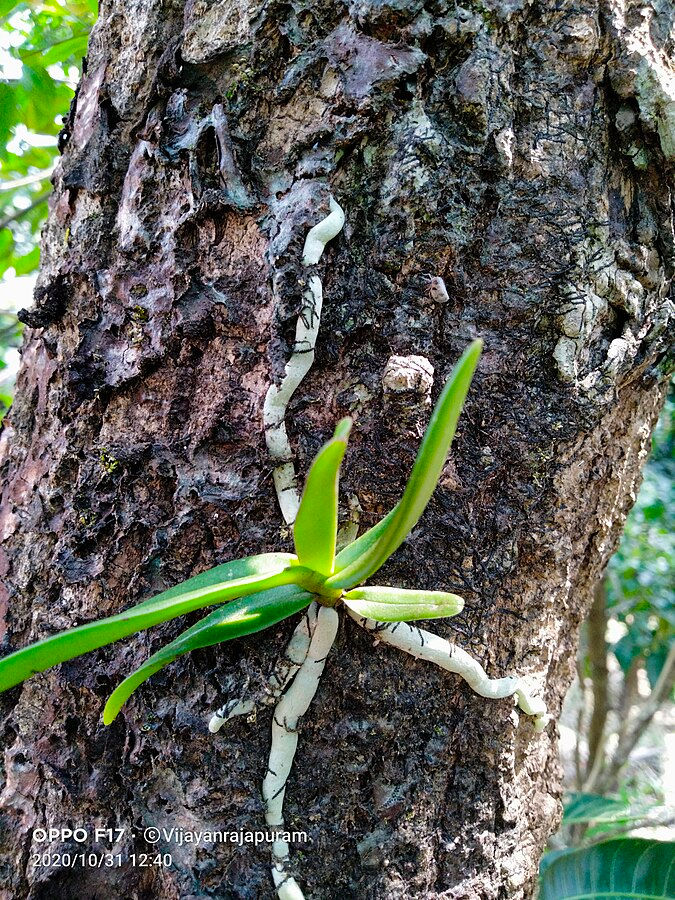 More than a flashy flower