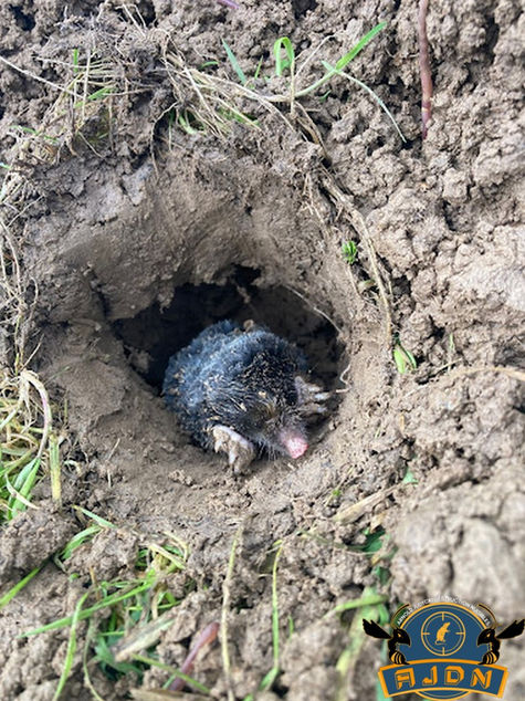 
Piégeage de taupe
​
La taupe d’Europe (talpa europea) est un petit mamifère vivant sous terre mesurant entre 15 à 20 cm et pouvant peser jusqu’à 160gr. Son espérance de vie d’environ 5 ans.

La taupe est solitaire et son territoire peut s’étendre sur 1000m2. Elle creuse des galeries et elle évacue la terre à certains endroits c’est ce qui provoque les taupinières.
Son régime alimentaire est composé de vers de terre, de larves, de limaces et de cochenilles.


En aucun cas elle ne s’attaque aux racines des arbres.


Reproduction


De la fin de l’hiver au début du printemps le mâle recherche une femelle, c’est ce que l’on appelle la période du rut.


La femelle pourra donner naissance à 3 à 5petits. La gestation dure en moyenne 4 semaines et elle allaite pendant 6 semaines . Les petits quittent définitivement le nid à l’âge d’un mois et demi pour rechercher un nouveau territoire.

​

 
Solutions AJDN pour une détaupisation :

Piégeage à l’aide de piège « Putange »

Piégeage à l’aide de piège « Pétard »

​

Voici quelques inconvénients des taupes lorsqu'elles s'installent chez vous :

1. Dommages aux Cultures
Les tunnels creusés par les taupes peuvent perturber les racines des plantes, entraînant un affaiblissement ou même la mort de certaines espèces.
2. Affaissements du Sol
Les monticules de terre peuvent provoquer des affaissements ou des irrégularités dans votre pelouse, rendant l'espace peu esthétique et difficile à entretenir.
3. Impact sur les Jardins
Les taupes peuvent endommager les jardins potagers en creusant des galeries, ce qui nuit à la croissance des légumes.
4. Attirer d'Autres Nuisibles
Les tunnels peuvent également attirer d'autres nuisibles, comme les rongeurs, qui peuvent voir ces galeries comme des voies d'accès.
5. Difficulté d'Accès
Les taupes peuvent rendre certaines zones de votre jardin moins accessibles pour l'entretien, en particulier dans les espaces où elles sont très actives.
Conclusion
Bien que les taupes puissent avoir des avantages écologiques, leurs inconvénients peuvent poser des problèmes significatifs pour les jardiniers et les propriétaires de terrains. Il est donc important de peser ces aspects avant de décider d'intervenir.