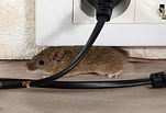 Souris-ayant-ronger-un-cable-electrique.jpg