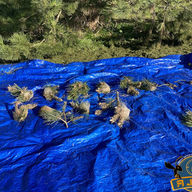 Chenille Processionnaire du Pin : Dangers et Solutions avec AJDN La chenille processionnaire du pin, connue sous le nom scientifique de Thaumetopea pityocampa, est un insecte qui peut causer de sérieux dommages aux forêts et aux jardins. Reconnaître et gérer cette espèce est essentiel pour protéger nos arbres ainsi que la santé de nos animaux de compagnie et des humains. Dans cet article, nous allons explorer les caractéristiques de la chenille processionnaire, ses dangers, et les solutions proposées par AJDN pour une intervention efficace, notamment dans un rayon d'environ 30 km autour d'Avreuil, incluant des villes comme Troyes, Saint-Florentin et Tonnerre.