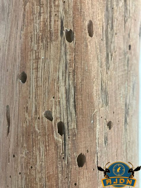 Les insectes xylophages désignent des organismes, y compris des bactéries, des champignons, des insectes et des larves, qui se nourrissent de bois. Ils provoquent des dégradations sérieuses dans les constructions en digérant la cellulose ou la lignine, que le bois soit vivant ou mort.

​

1. Termite
Taille : Environ 1 à 4 cm, selon l'espèce.
Poids : Généralement entre 0,1 et 0,5 g.
Durée de Vie : Quelques mois pour les ouvrières, jusqu'à 30 ans pour la reine.
Risques pour les Habitations : Les termites vivent principalement en colonies dans le sol. Elles peuvent traverser des murs en ciment pour attaquer les structures en bois, causant des dommages significatifs. En France, des déductions fiscales existent pour aider à leur élimination.

​

DEMANDE UNE INTERVENTION


2. Capricorne
Taille : Environ 1 à 3 cm.
Poids : Environ 0,2 à 0,3 g.
Durée de Vie : De un à trois ans.
Risques pour les Habitations : Les adultes sont généralement inoffensifs, mais les larves se nourrissent de bois pendant plusieurs années. Bien qu'elles causent moins de dégâts que les termites, leur développement peut affaiblir les structures.

 

DEMANDE UNE INTERVENTION


3. Vrillette
Taille : Environ 2 à 5 mm.
Poids : Environ 0,01 g.
Durée de Vie : Jusqu'à trois ans.
Risques pour les Habitations : Comme pour le capricorne, les vrillettes sont peu nuisibles à l'état adulte, mais leurs larves peuvent endommager le bois pendant plusieurs années.

 

DEMANDE UNE INTERVENTION


4. Lyctus
Taille : Environ 4 à 6 mm.
Poids : Environ 0,05 g.
Durée de Vie : Environ un an.
Risques pour les Habitations : Les larves de lyctus se nourrissent de bois dur, provoquant des dégradations, bien que moins importantes que celles causées par les termites.

 

DEMANDE UNE INTERVENTION


5. Syrex
Taille : Environ 5 à 10 mm.
Poids : Environ 0,02 g.
Durée de Vie : Environ un à deux ans.
Risques pour les Habitations : Comme les autres insectes mentionnés, le syrex est moins nuisible à l'état adulte, mais ses larves peuvent causer des dommages au bois.

 

DEMANDE UNE INTERVENTION


6. Fourmi Charpentière
Taille : Environ 1,5 à 2,5 cm.
Poids : Environ 0,1 à 0,3 g.
Durée de Vie : Quelques mois pour les ouvrières, jusqu'à 5 ans pour la reine.
Risques pour les Habitations : Bien qu’elle ne se nourrisse pas directement du bois, la fourmi charpentière crée des galeries dans le bois pour établir ses nids. Elle préfère le bois humide, aggravant ainsi les problèmes de pourriture et rendant les structures instables.