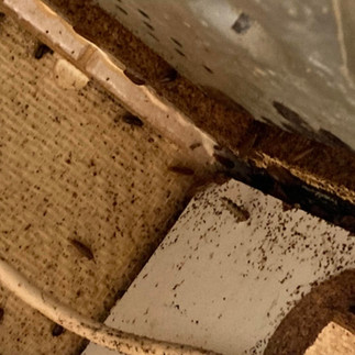 Faire appel à AJDN pour la lutte contre les cafards présente de nombreux avantages : Expertise en destruction de nuisibles : AJDN est un spécialiste reconnu dans la gestion des cafards et blattes, offrant des interventions efficaces grâce à leur expérience. Solutions sur mesure : Grâce à des techniques variées comme l’application d’insecticides liquides et en gel, AJDN garantit un traitement adapté à chaque type d'infestation. Protection de la santé : Les cafards peuvent véhiculer des maladies et des allergènes. En intervenant rapidement, AJDN aide à préserver la santé des occupants de votre domicile. Évaluation approfondie : Leur processus débute par une inspection complète de votre habitation pour déterminer l'étendue de l'infestation et cibler les zones à traiter. Zone d'intervention étendue : AJDN couvre l’Aube ainsi que des communes de l’Yonne et de la Côte-d'Or, assurant une disponibilité pour les résidents de ces régions. Devis personnalisé : AJDN propose un devis clair et adapté pour chaque intervention, garantissant transparence et confiance. En choisissant AJDN, vous optez pour une solution professionnelle et efficace contre les cafards, protégeant ainsi votre maison et votre santé.