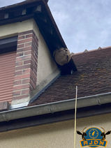 Destruction de frelons asiatiques​
​
​
Vous pensez avoir un nid de frelons asiatiques chez vous ? Alors n’hésitez pas ! Appelez-moi pour en être sûr.

​

J’interviens dans tout le département de l’Aube de Troyes à Saint-Florentin en passant par Chaource

​

Le frelon asiatique (vespa velutina) est une espèce d’insecte originaire d’Asie. Il a été introduit en France par erreur en 2004. Il est classé espèce invasive et nuisible depuis 2016 pour la biodiversité et notre éco-système, notamment pour nos abeilles car 10 frelons asiatiques suffisent pour anéantir une ruche en quelques jours. On estime que depuis avril 2020, il aurait colonisé presque toute la France.

​

Cet hyménoptère est très dangereux quand on s’approche de son nid car ils attaquent en grand nombre et peuvent piquer plusieurs fois, leurs dards de 6mm est redoutable.

En début de saison (mars-avril), les nids peuvent se trouver dans des cabanons de jardins, sous des charpentes, dans des haies etc… A l’automne, on découvre des nids à des hauteurs qui peuvent dépasser les 30m dans les arbres et pouvant mesurer 1m de hauteur et 80cm de diamètre.

​

Pour la destruction d’un nid de frelons asiatiques, un protocole doit être respecté et il doit être signalé au GDSA qui répertorie tous les nids du département.
