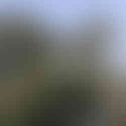 Chenille Processionnaire du Pin : Dangers et Solutions avec AJDN La chenille processionnaire du pin, connue sous le nom scientifique de Thaumetopea pityocampa, est un insecte qui peut causer de sérieux dommages aux forêts et aux jardins. Reconnaître et gérer cette espèce est essentiel pour protéger nos arbres ainsi que la santé de nos animaux de compagnie et des humains. Dans cet article, nous allons explorer les caractéristiques de la chenille processionnaire, ses dangers, et les solutions proposées par AJDN pour une intervention efficace, notamment dans un rayon d'environ 30 km autour d'Avreuil, incluant des villes comme Troyes, Saint-Florentin et Tonnerre.