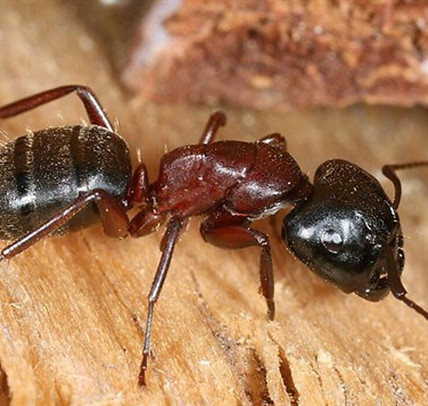 fourmis-charpentieres insectes xylophages action guepes et nuisibles