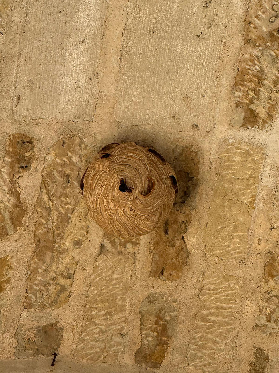 Nid embryonnaire frelon asiatique : repérer les premiers signes pour agir rapidement