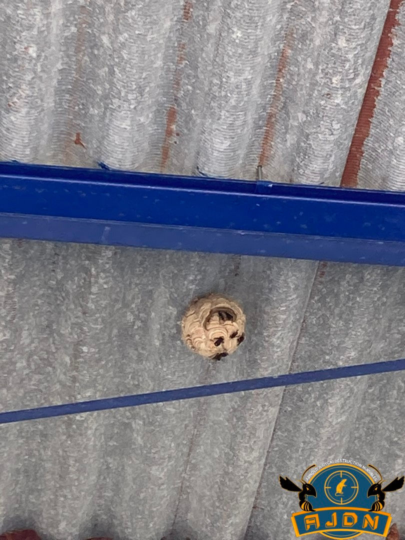 nid embryonnaire de frelon asiatique reine 