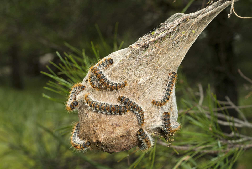 Destruction de chenilles processionnaires du pin
Destruction de chenilles processionnaires du pin
La chenille processionnaire du pin (thaumetopoea pityocampa) est une espèce de papillon.
C’est durant l’été que les femelles papillons pondent 150 à 220 œufs sur les aiguilles des pins ou autres résineux. 6 semaines plus tard, des petites chenilles naissent.
Dès les premiers froids de l’hiver elles tissent des nids de soie blanc pour se protéger du froid. Elles se nourrissent des aiguilles du pin provoquant leur affaiblissement. Elles se déplacent en procession pour changer de cocon.
Au printemps, elles descendent le long de l’arbre toujours en procession pour aller s’enfouir dans la terre et se métamorphoser en papillon.
La chenille processionnaire est dangereuse pour l’homme mais aussi pour nos animaux de compagnie car elle a comme moyen de défense des poils urticants qu’elles libèrent quand elle se sent menacée.
Ces poils peuvent provoquer d’importantes réactions allergiques. Pour un chien qui serait atteint à la langue, si il n’est pas pris en charge à temps, celle-ci peut se nécroser.
Il existe plusieurs méthodes pour la réguler :
L’échenillage
La pose d’éco-piège
L’installation de pièges à base de phéromones
Pose de nichoirs à mésanges
