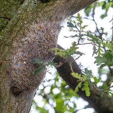 Protégez vos arbres de la chenille processionnaire avec AJDN Aube La chenille processionnaire menace vos pins et chênes : risques sanitaires et dégâts sur la végétation. AJDN propose un traitement écologique au Bacillus thuringiensis (BTK), sans danger pour les humains ni les animaux, appliqué au moment optimal pour une efficacité maximale. Intervention rapide sur Avreuil et alentours pour sécuriser vos extérieurs !  Contactez AJDN Aube dès maintenant pour planifier votre traitement biologique et préserver vos arbres.